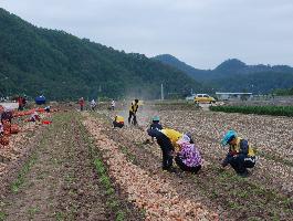[영양경찰서]메르스여파로 일손부족한 양파농가 수확지원 봉사활동