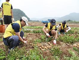 [고령경찰서]경찰직원들이 감자수확 봉사